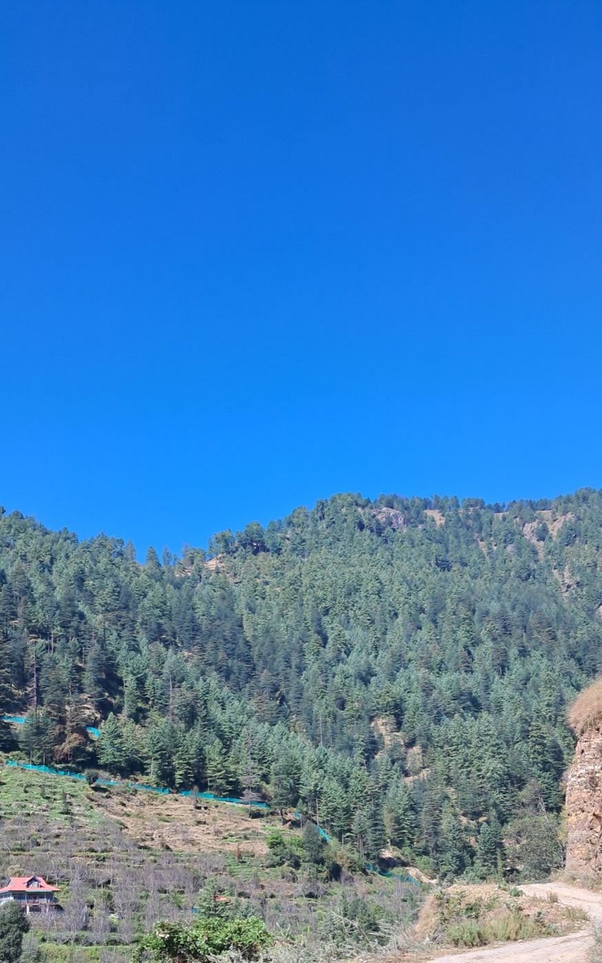 Honeymoon in the Pines